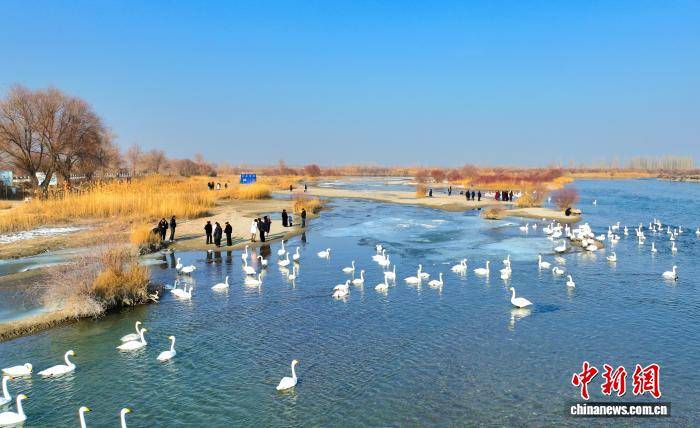 新疆“天鵝灣”旅遊熱度攀升