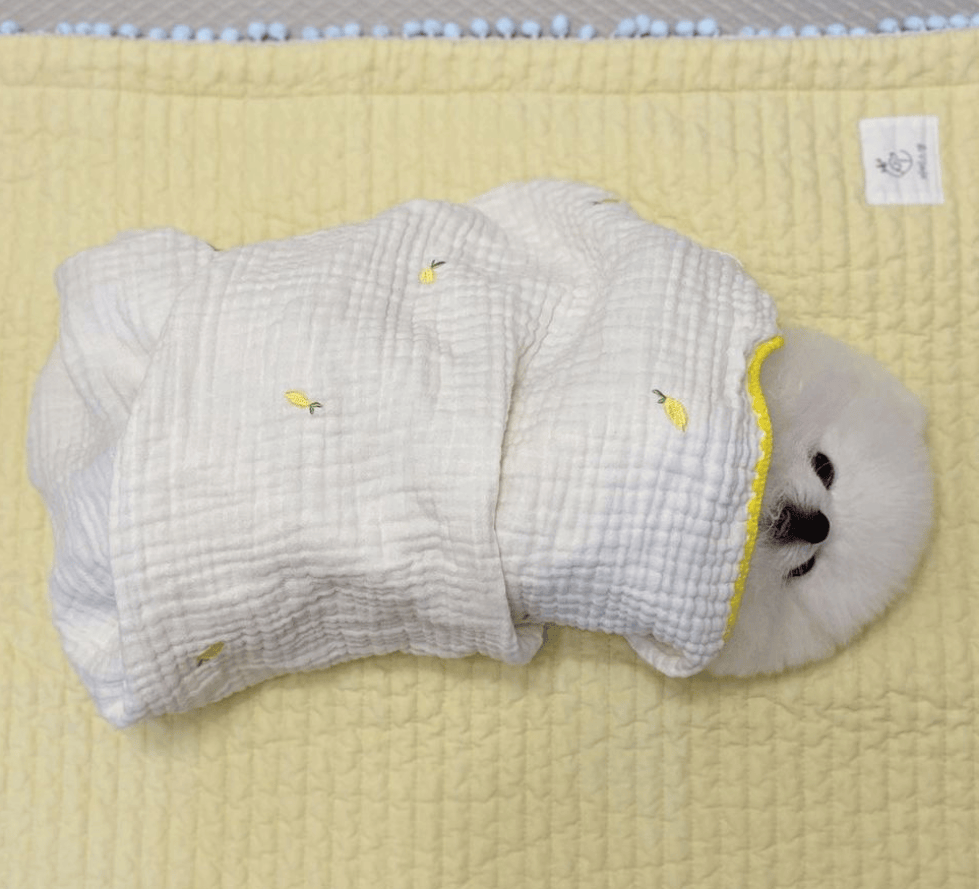 狗子怕冷故意把窗簾蓋在身上，狗：這暗示夠明顯了吧？